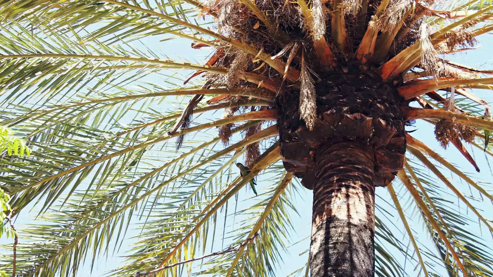 Palm Oil Biomass Circularity: Transforming Waste to Wealth