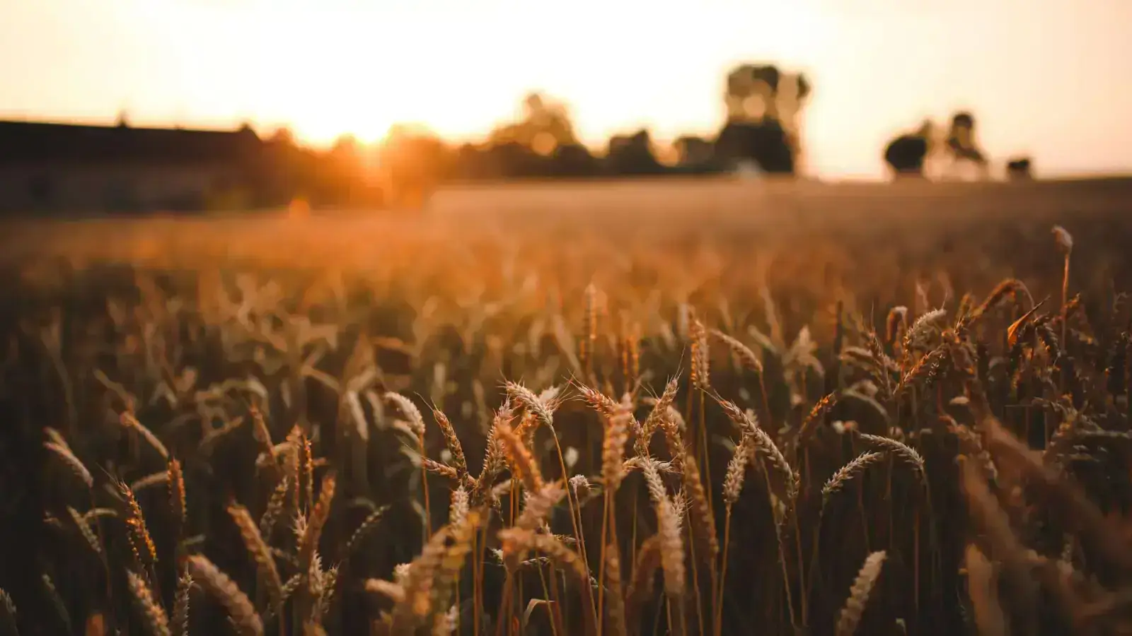 Spent Grains: Circularity in Brewing and Distilling