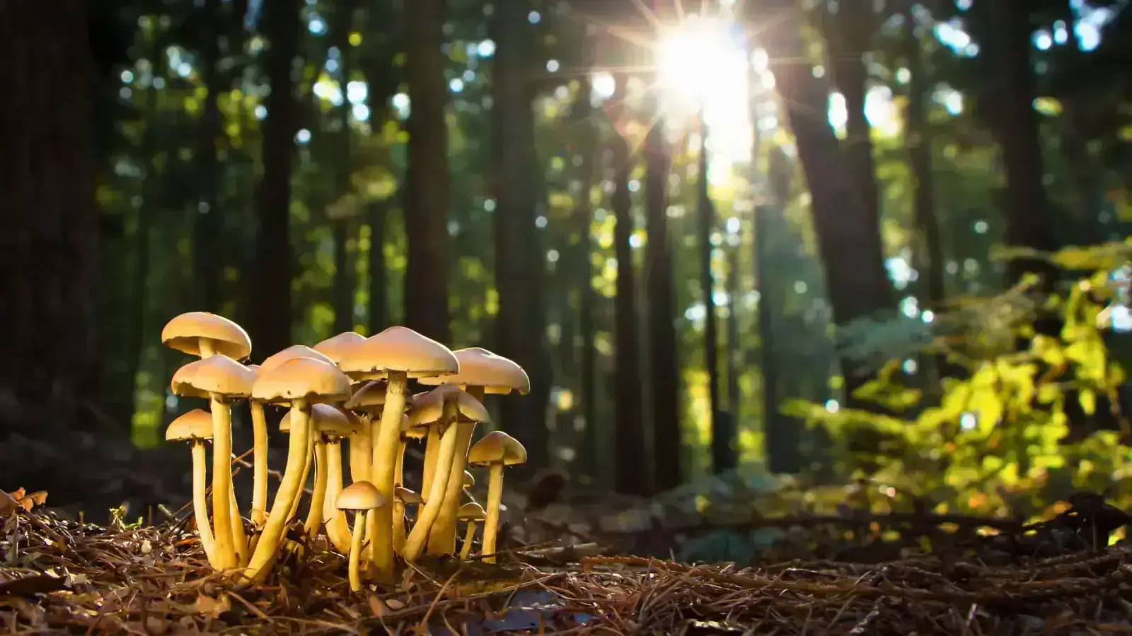 A Guide to Spent Mushroom Substrate Valorization
