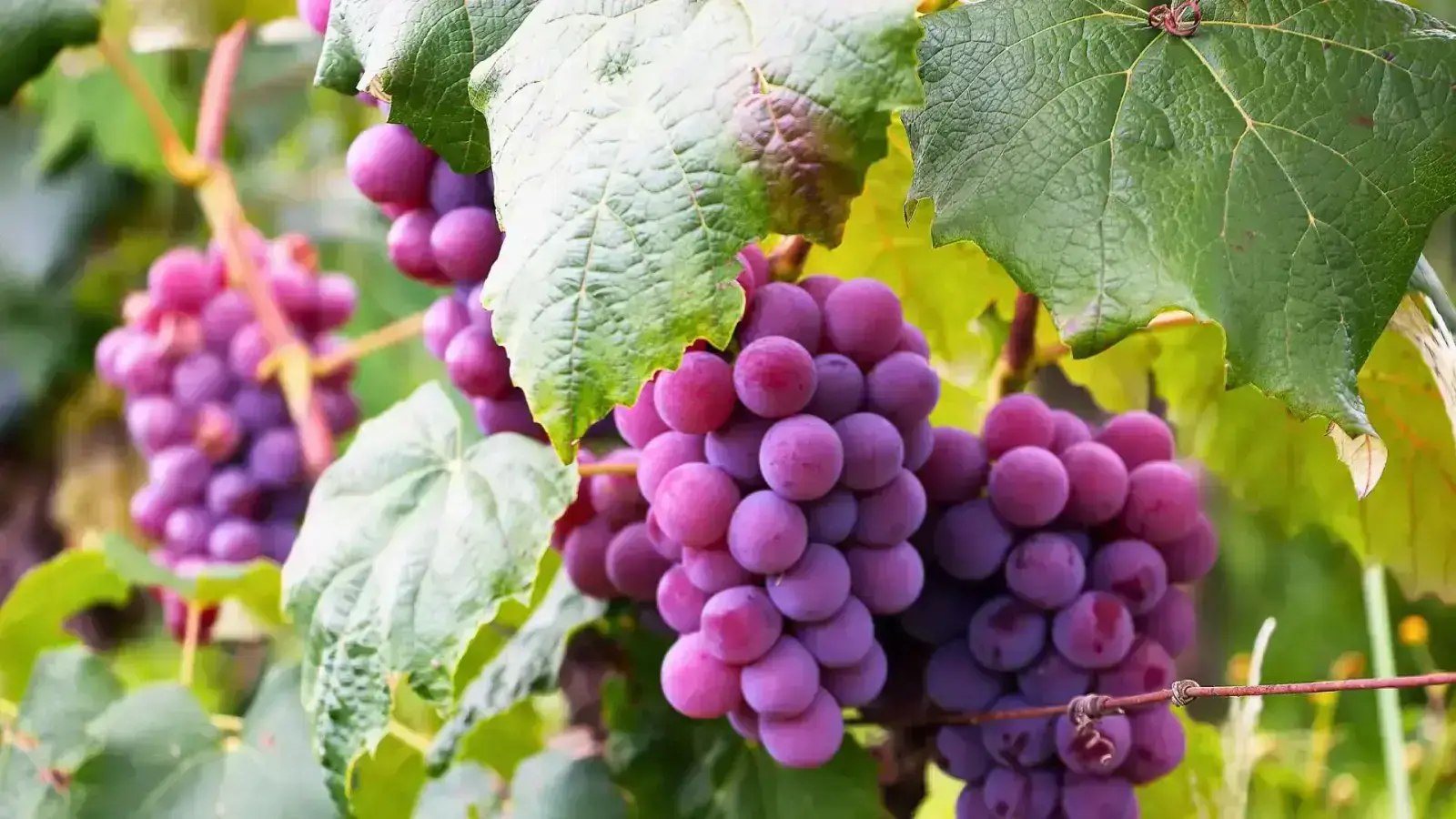 Learn About Sustainable Grape Byproducts