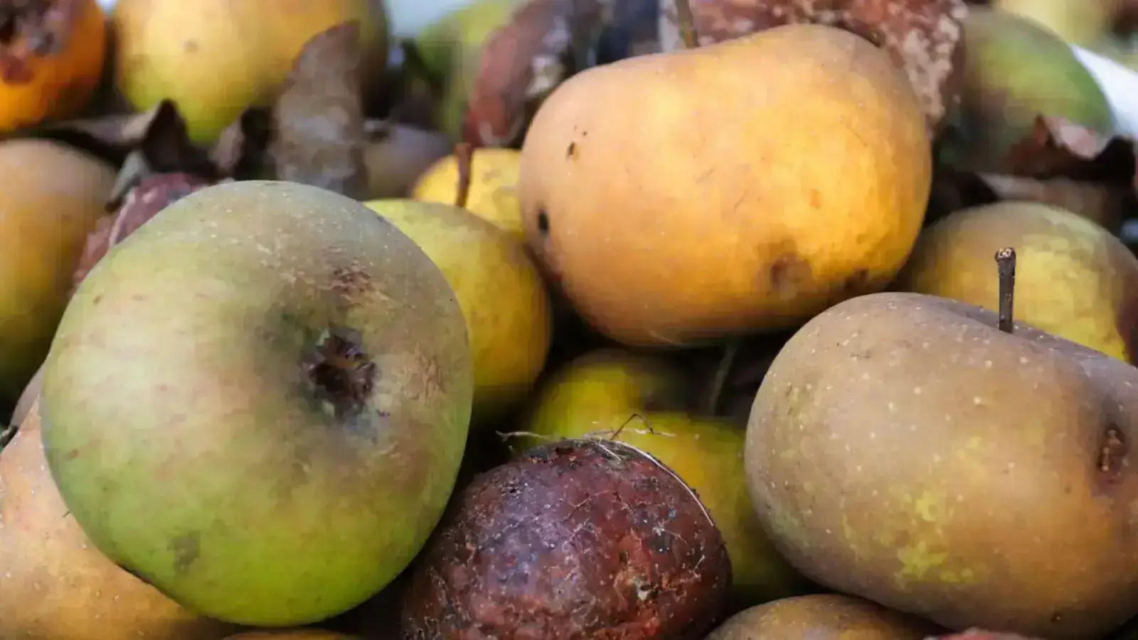 Circularity in the Spoiled Produce Supply Chain: A New Vision
