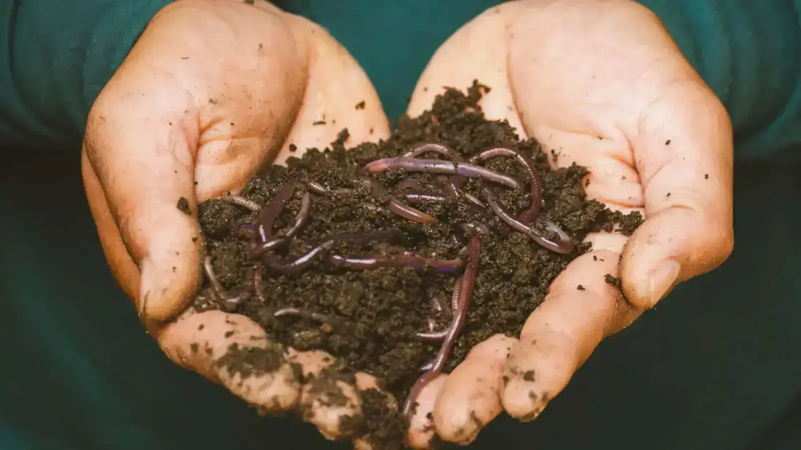 Vermicomposting: Transforming Waste into Rich Organic Gold