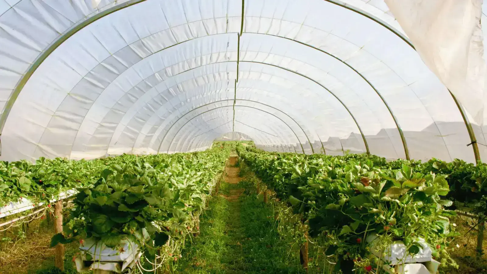 Creating Circularity in Agricultural Plastic Waste: Recycling for a Greener Future