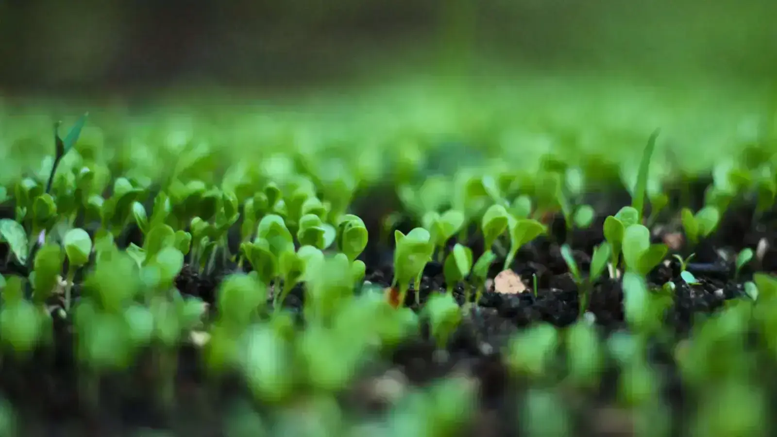 Circular Biomimetic Material Regeneration, Nature’s Way