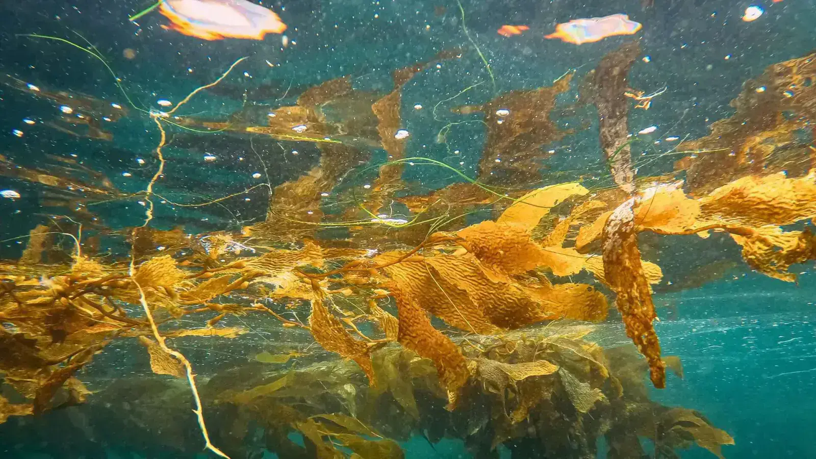 Creating Circularity in Kelp and Macroalgae Waste for a Blue Economy