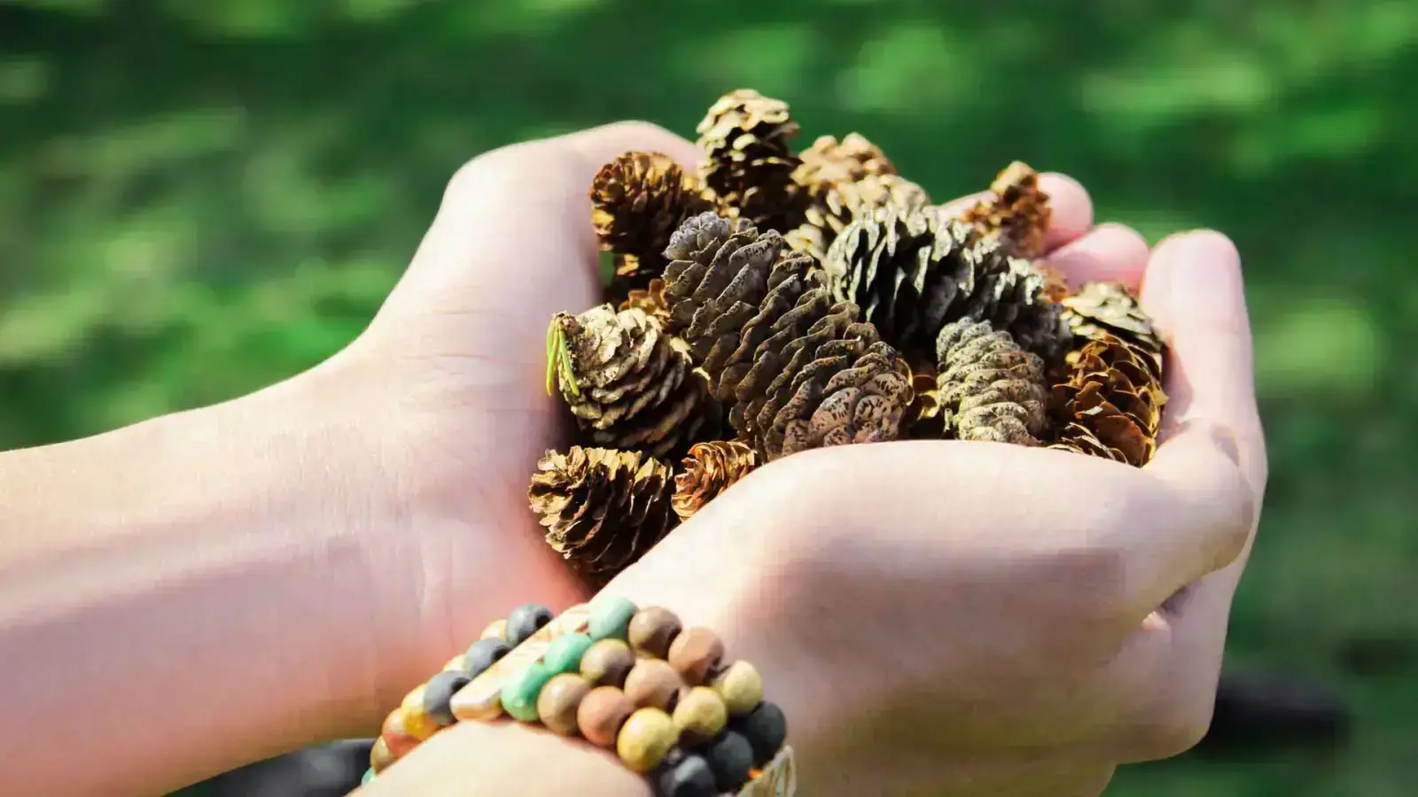 Circular Pine Resin: Transforming Forest Leftovers into Value