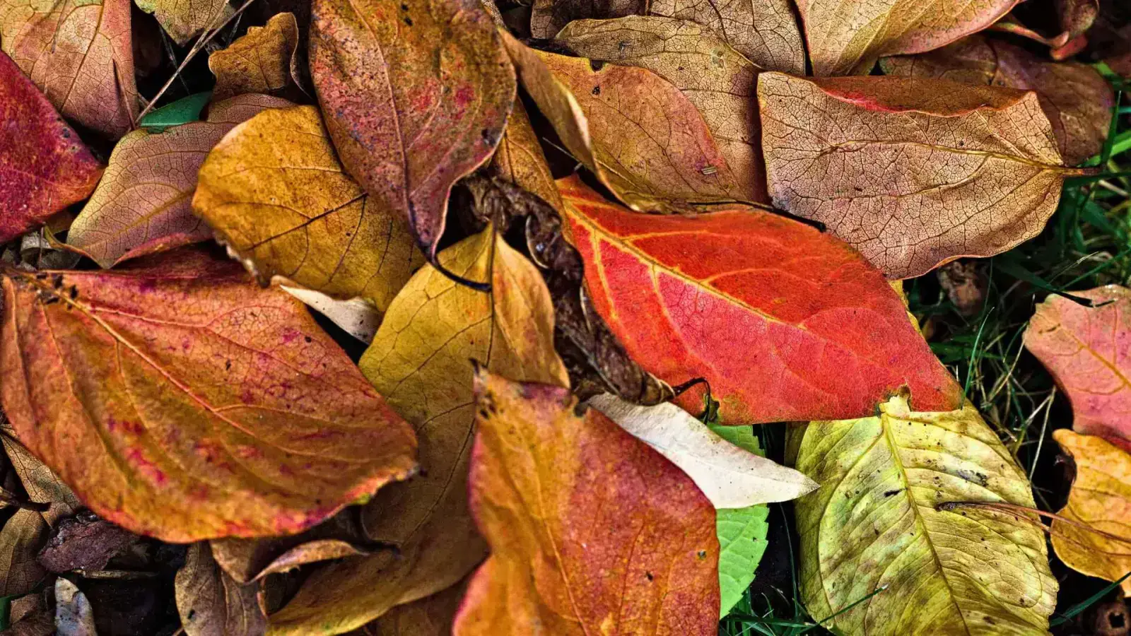 Creating Circularity: Repurpose Urban Green Waste for a Better Future