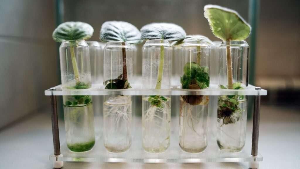 Plant cuttings growing in glass test tubes