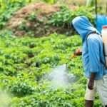 Person spraying plants in agricultural field.