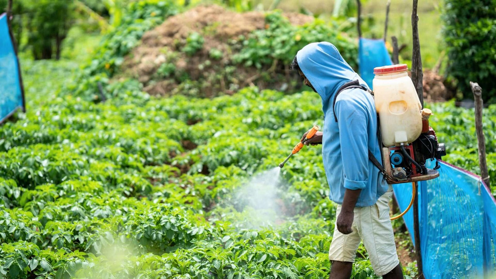 Person spraying plants in agricultural field.