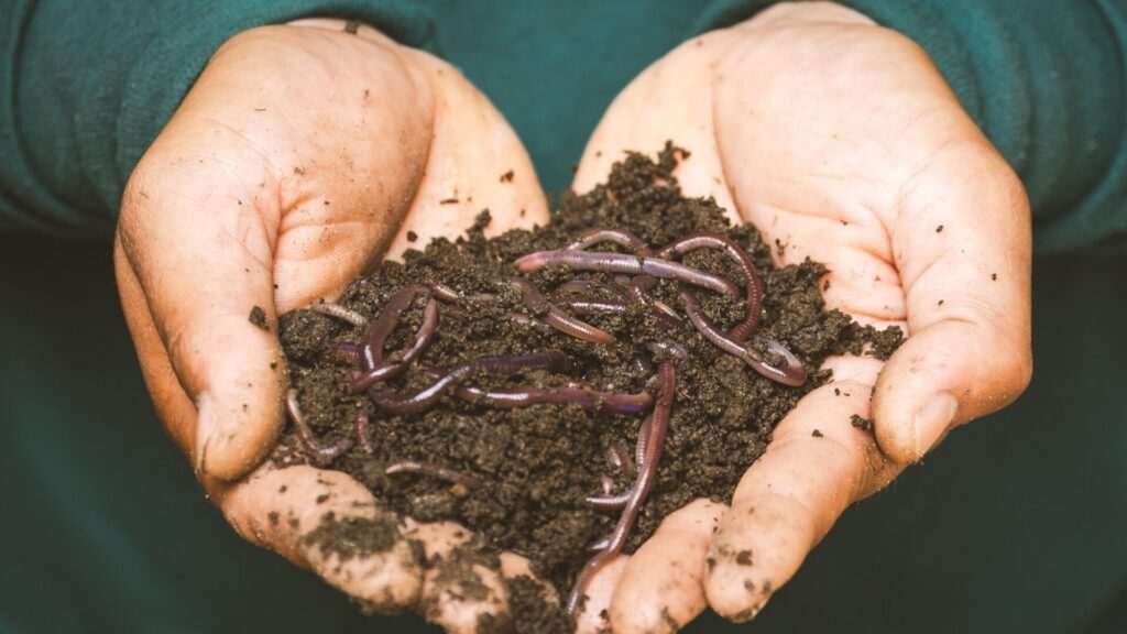 Hands holding soil with earthworms for gardening