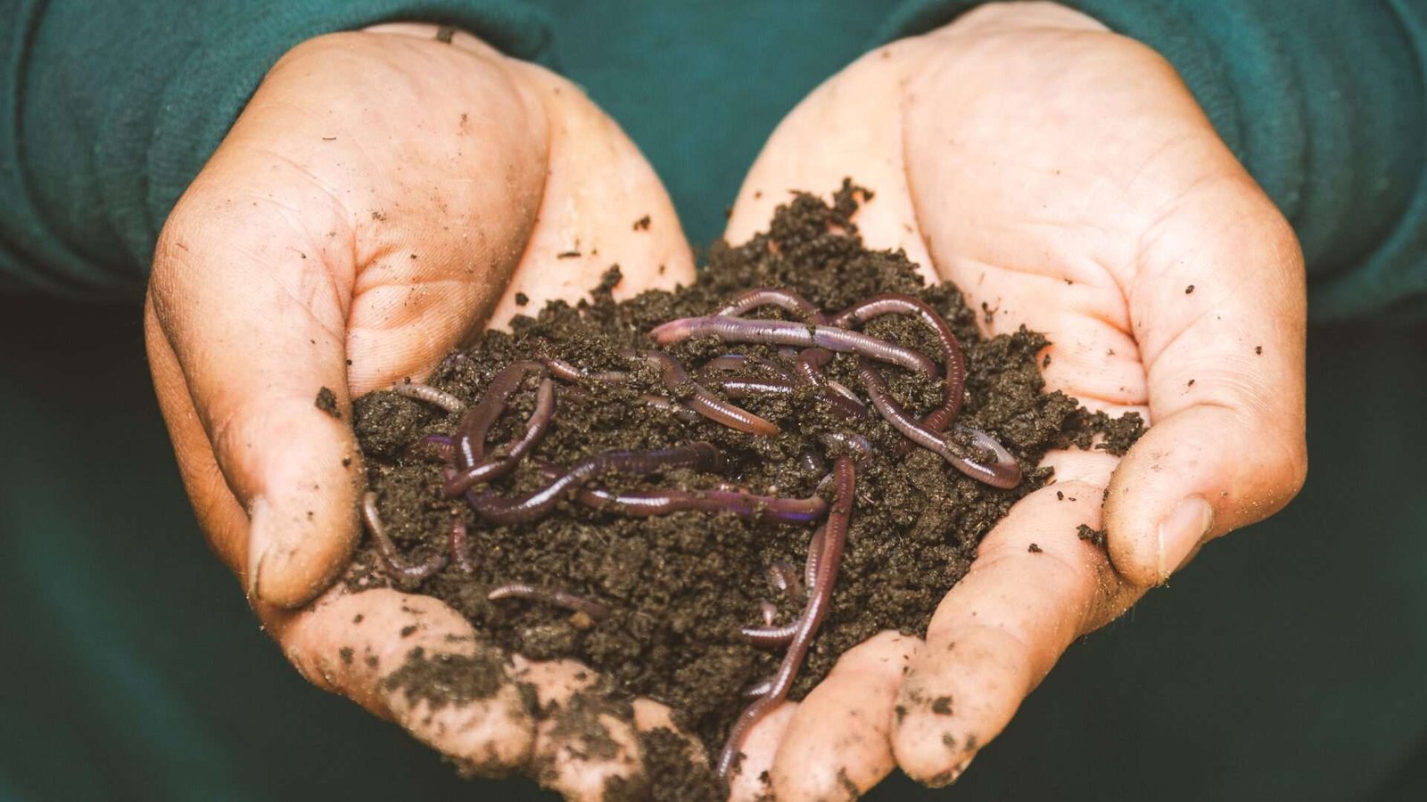 Hands holding soil with earthworms for gardening