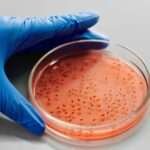 Gloved hand holding petri dish with bacteria