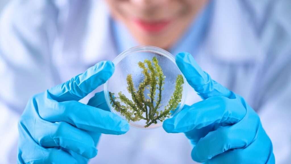 Scientist examining seaweed sample in petri dish